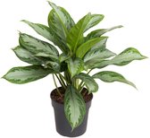 Kamerplant van Botanicly – Aglaonema Silver Bay – Hoogte: 50 cm