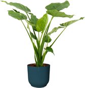 Hellogreen Kamerplant - Alocasia Cucullata - 70 cm - ELHO Vibes Blauw