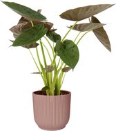 Hellogreen Kamerplant - Alocasia Wentii - 75 cm - ELHO Vibes Roze