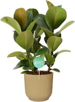 Kamerplant van Botanicly – Rubberboom in beige ELHO plastic pot als set – Hoogte: 60 cm – Ficus elastica