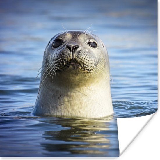 Poster Zeehond - Portret - Water - 50x50 cm