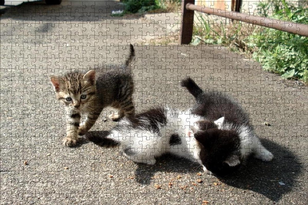 puzzelboek voor kinderen 1000 stukjes legpuzzels Kitten kat dier Verjaardagscadeau en vakantiegift 75x50cm