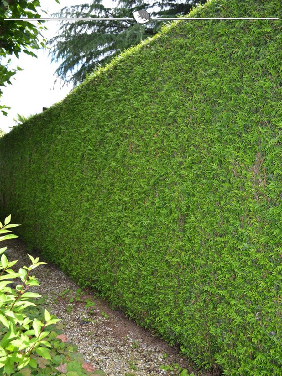 Levensboom Thuja plicata Martin 160-180 cm, 50x Haagplant