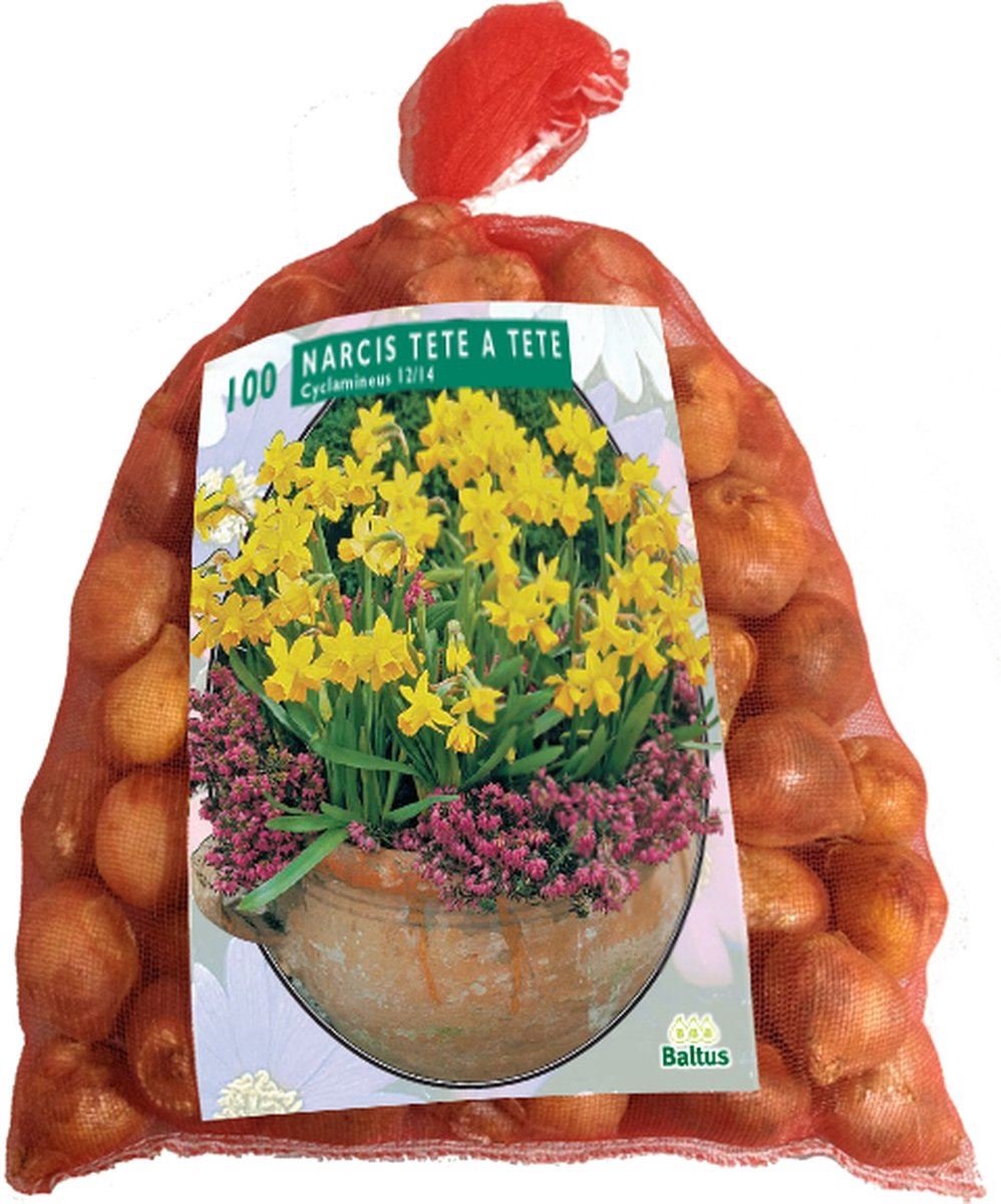 Narcissenbol Mini Tête à Tête - 100 stuks - voordeel verpakking