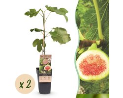 Green boutiQ - Fruitplant - Ficus carica Brown Turkey - Vijgenboom - Winterhard - Groen - Paarse Vrucht - 2 Planten - Pot 15cm - Hoogte 50cm