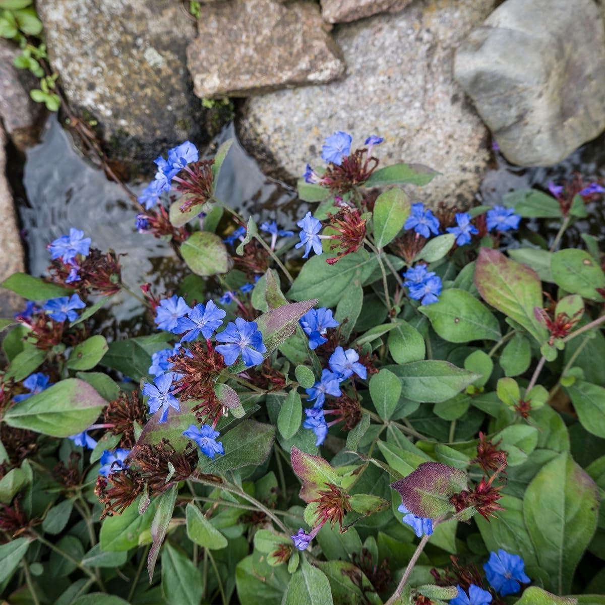 Tuinplanten Set - Bodembedekkers - Kleurrijke Bloei - Herfstbloeier - 6 Stuks - Blauw