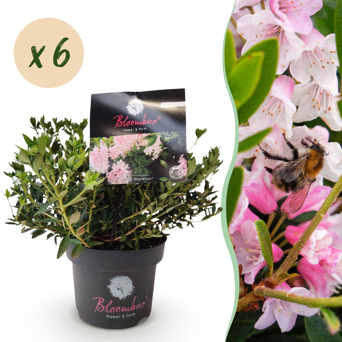 Plantenboetiek.nl | Dwerg Rhododendron - Rhododendron Bloombux Light Pink - Bloeiende Buxus - Weinig Onderhoud - Licht Roze Bloem - 6 Planten - Ø17cm - 30-40cm hoog - Tuinplant