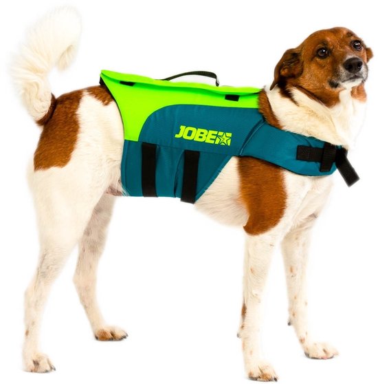 Bruine en witte hond, staand, met een Jobe zwemvest in limegroen en tealblauw.
