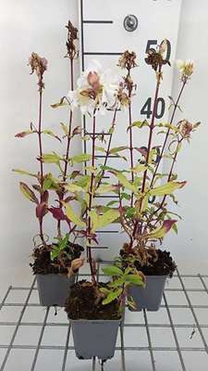 6x Zeepkruid - Saponaria off. 'Alba Plena' | 9x9 cm pot