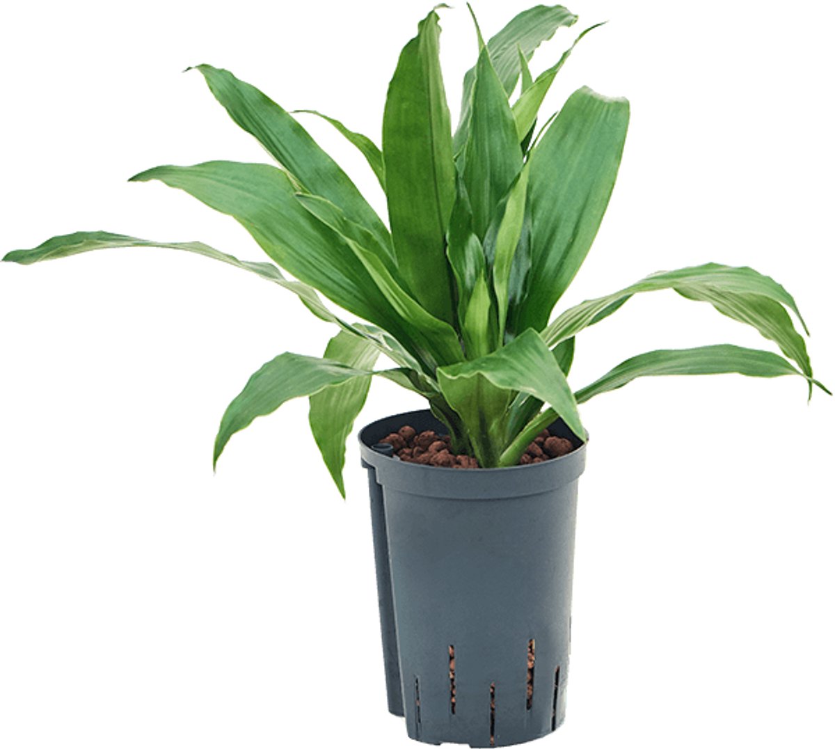 Hydroplant Dracaena Fragrans Janet Craig