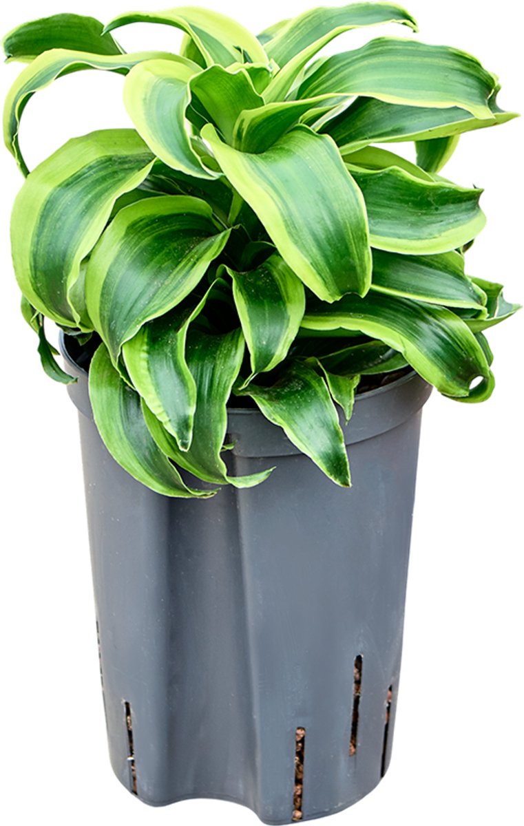Dracaena fragrans 'Tornado' Hydrocultuur - 35cm pot 15cm