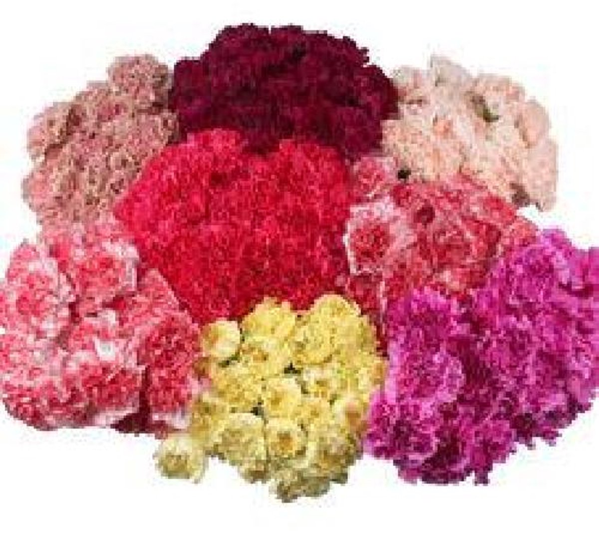 200x Dian.st.mix var.in fust 70cm