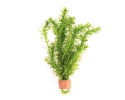 Moerings Elodea Densa | Waterpest | In Terracotta Ring