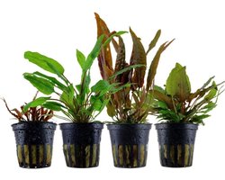 Aquariumplanten Set - Waterplanten Baarsbekken - Aquarium Inrichting - Eenvoudig Onderhoud Weinig Licht - 4 Stuks
