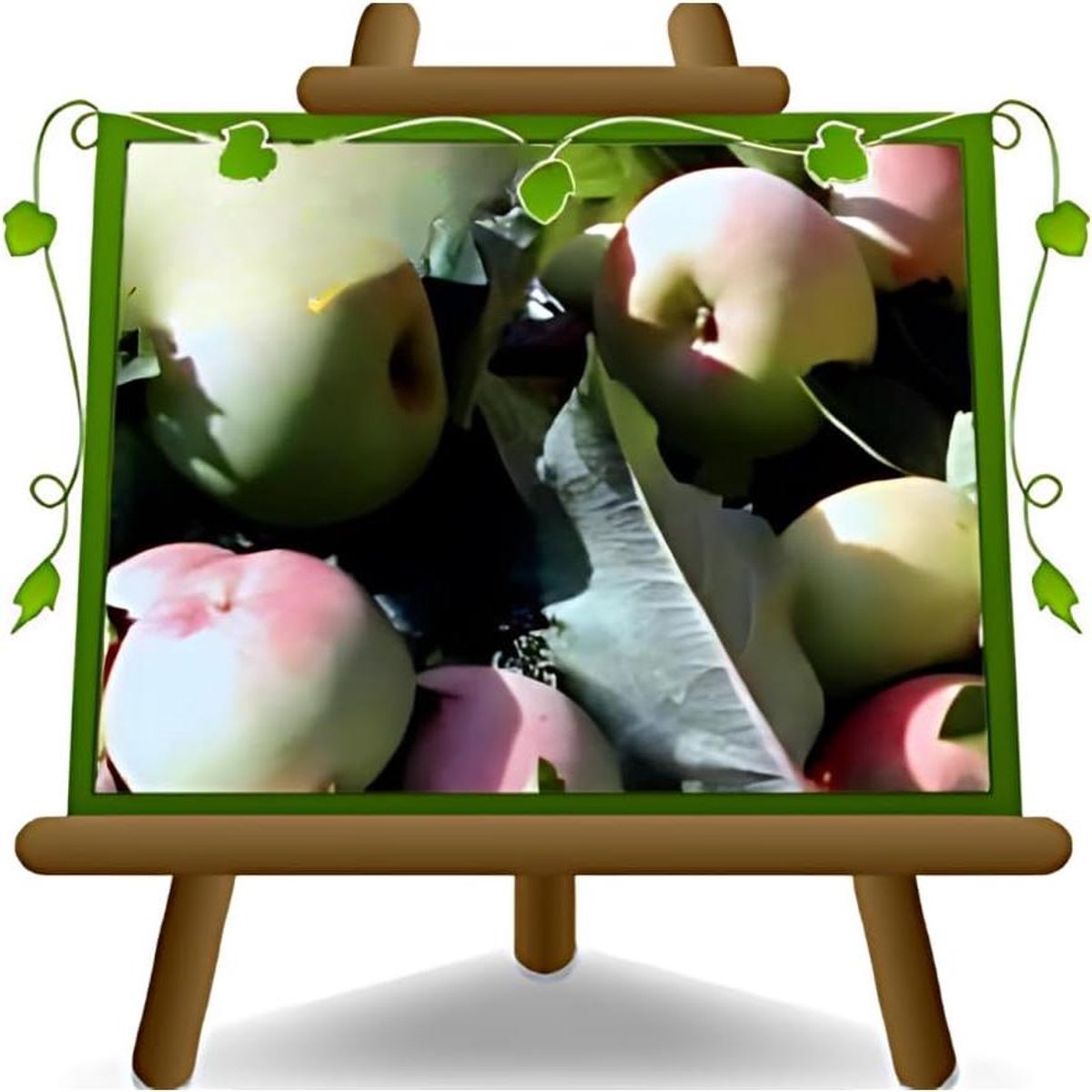 Appelboom - Fruitplant - Fruit Kweken - 2 Jaar Teelt - 170 cm - Groen