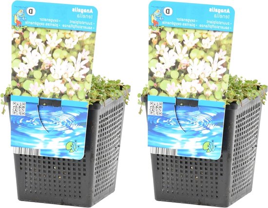 Twee potjes met de zuurstofplant Anagallis tenella, bedekt met witte bloempjes en groen blad.