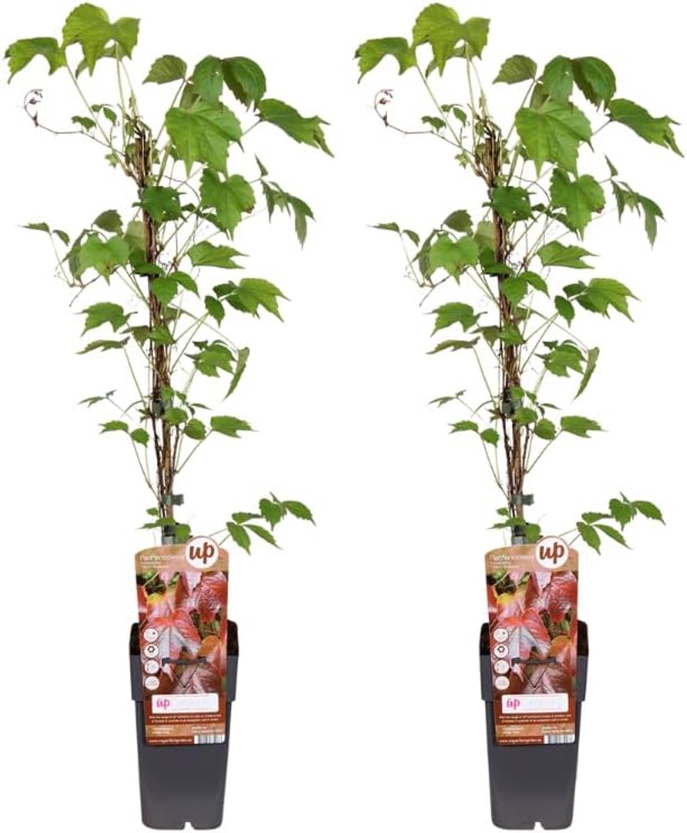 Klimplant Parthenocissus - Wilde Wingerd - Tuin Decoratie - Twee Stuks Set - 55-65cm Hoog