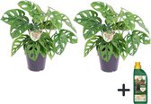 Plante dans une boîte - Masque de singe Monstera - Set de 2 - Pokon compris - Plante à trous ondulés - Plante d'intérieur verte - Pot 12 cm - Hauteur 25-30 cm