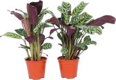 PLANT IN A BOX Ctenanthe Burle Marxii - Set de 2 plantes d'intérieur - pot ⌀12 cm - Hauteur ↕ 25-30 cm