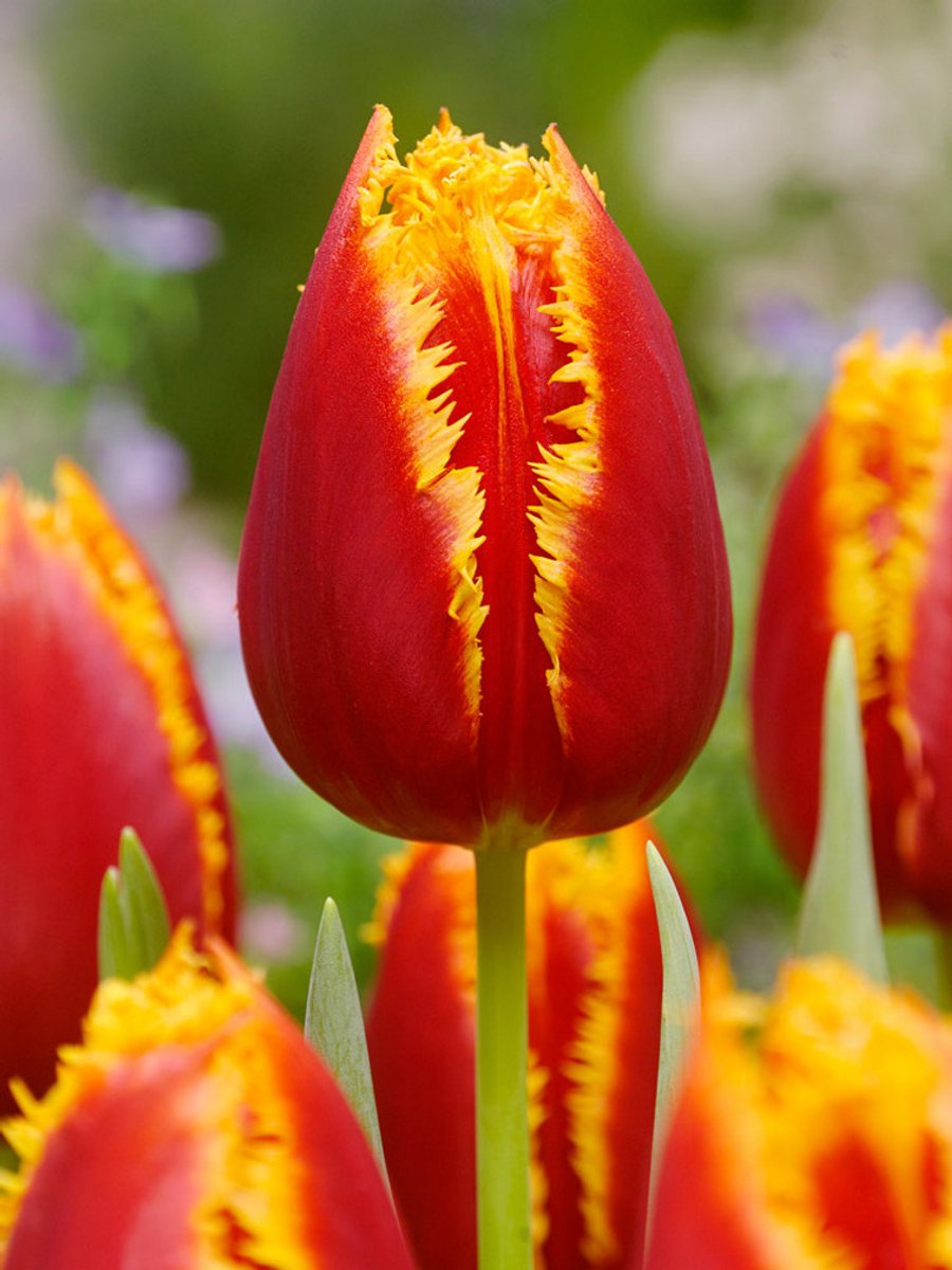 25x Tulpen 'Fabio' - BULBi® Bloembollen met bloeigarantie