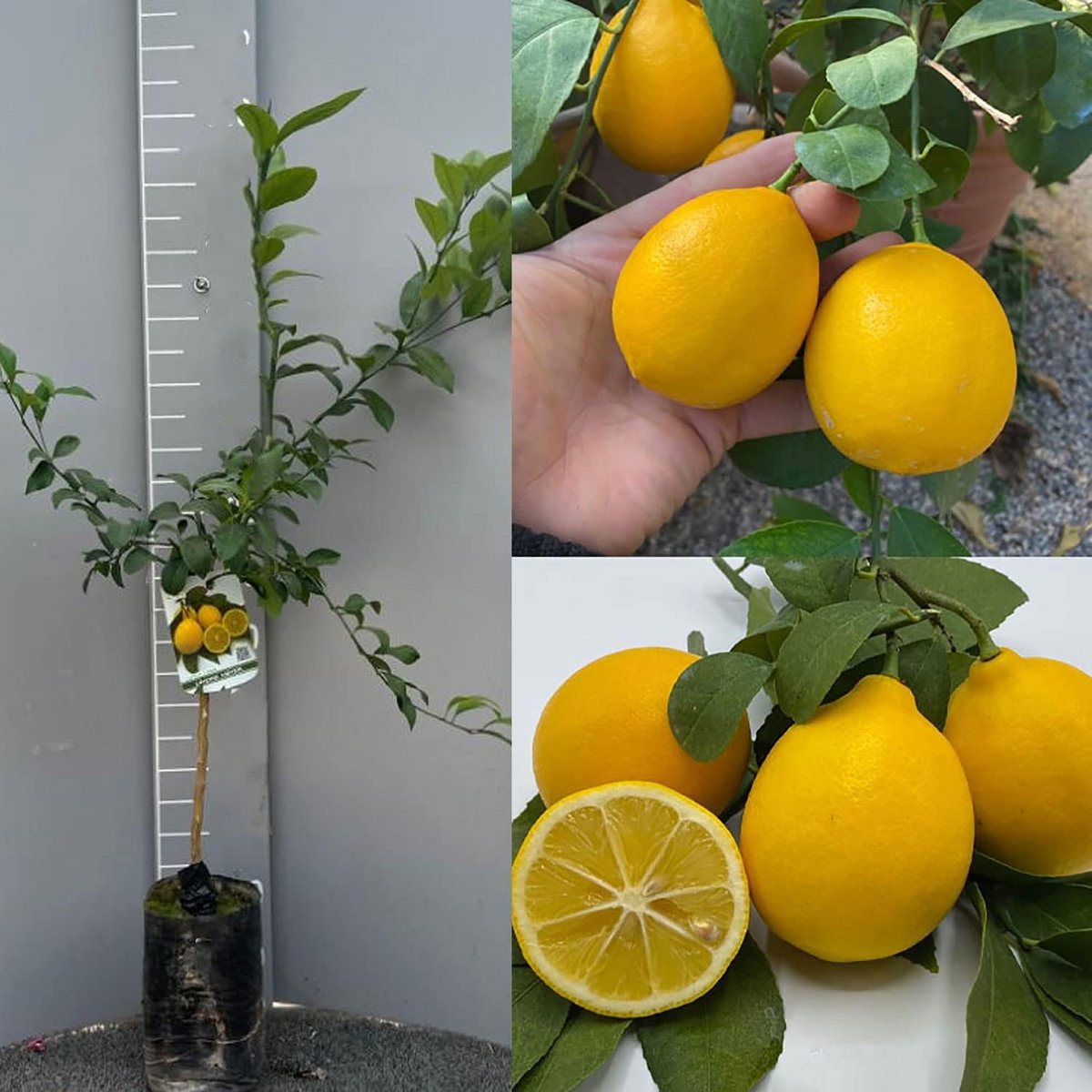 Citroenboom - Citrusboom VIVAI - Fruit Kweken - Geënt Gedurende 1 Jaar - 100-120 cm