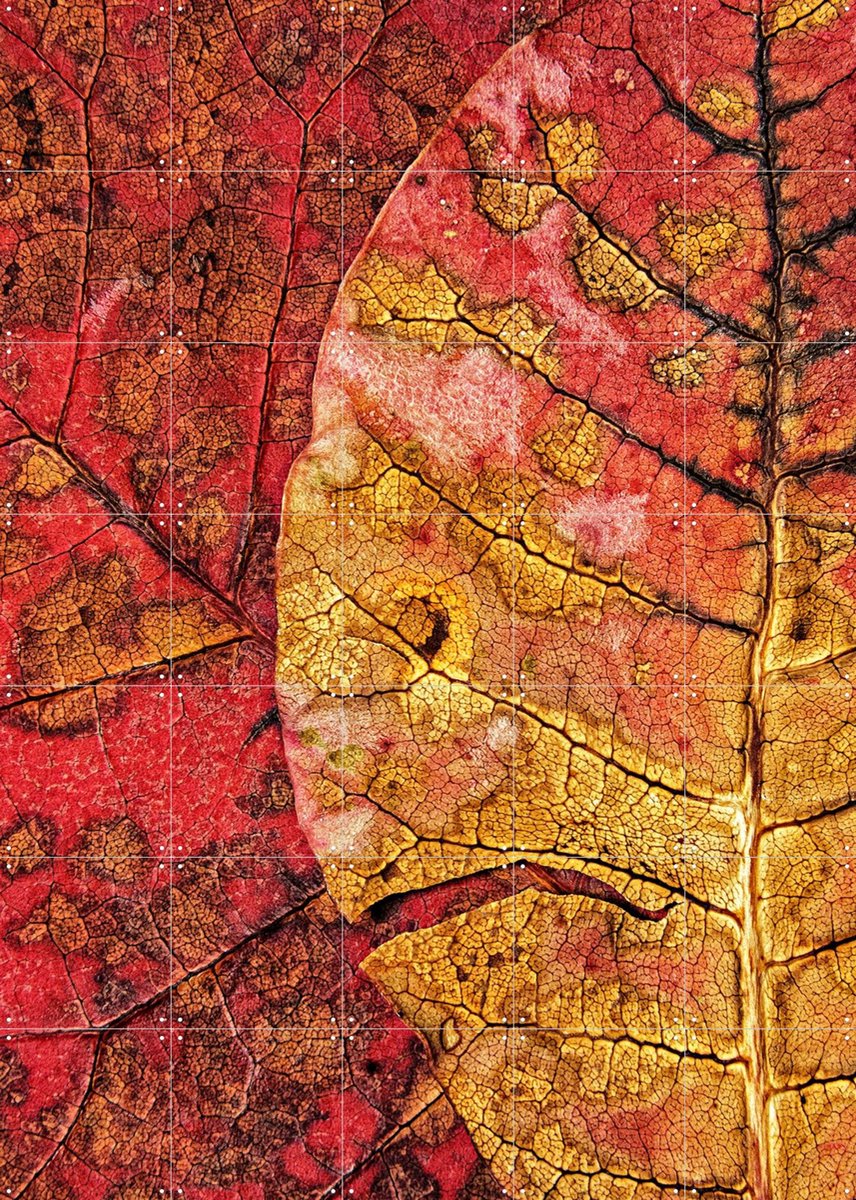 IXXI Dying Leaf, Ales Klabus & Various - 100 x 140 cm - Gratis ophangtool - Grote wanddecoratie en posters - Kleurrijk, Naturalisme, Fotografie