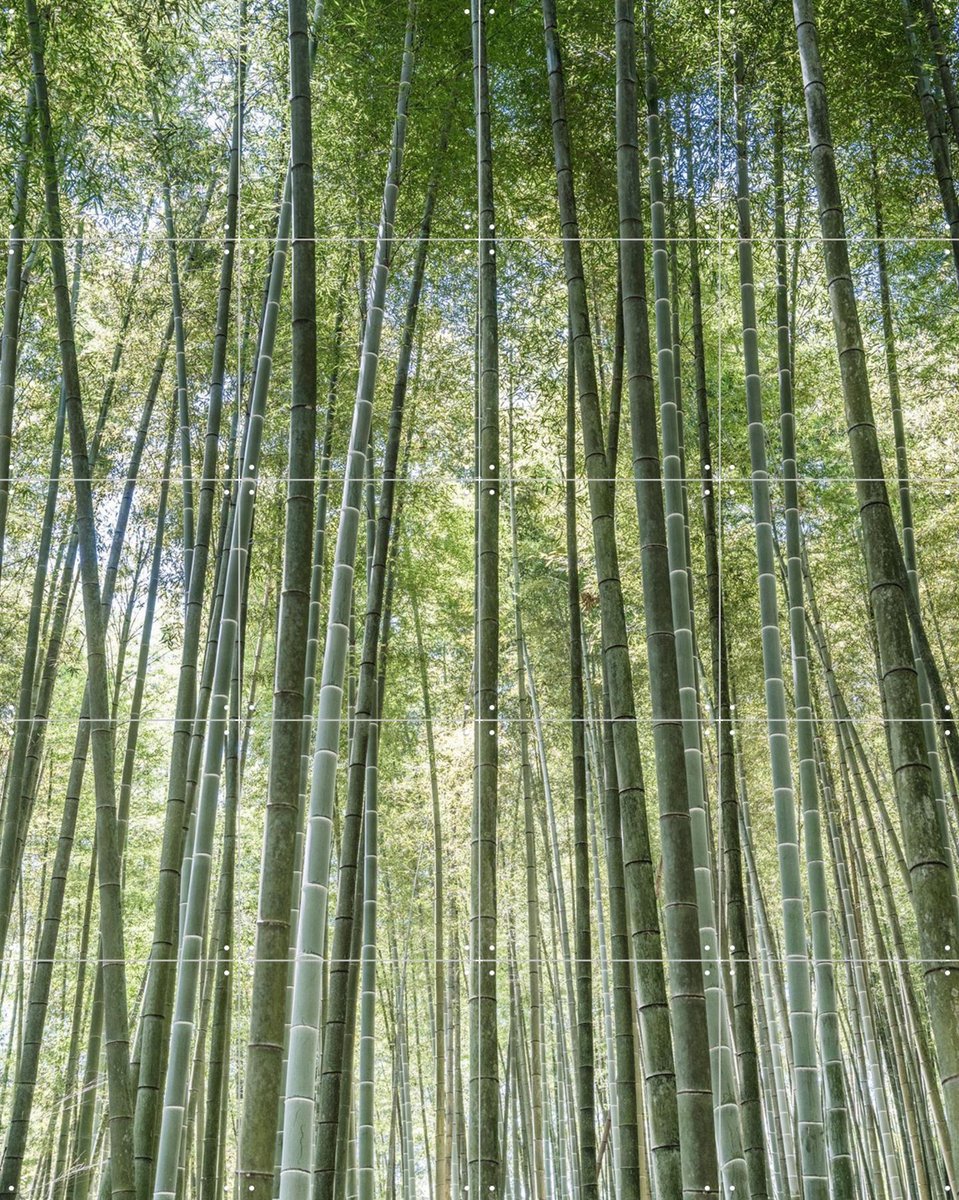 IXXI Bamboo Forest, Photolovers - 80 x 100 cm - Gratis ophangtool - Grote wanddecoratie en posters - Fotografie, Abstract, Realisme, Naturalisme