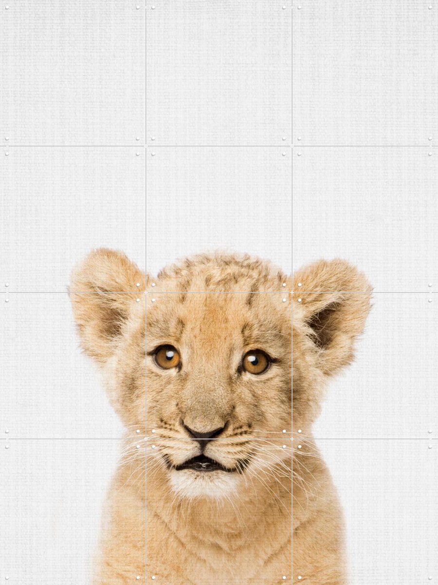 IXXI Baby lion - Brown eyes, Lila + Lola - 60 x 80 cm - Gratis ophangtool - Grote wanddecoratie en posters - Naturalisme, Realisme, Fotografie