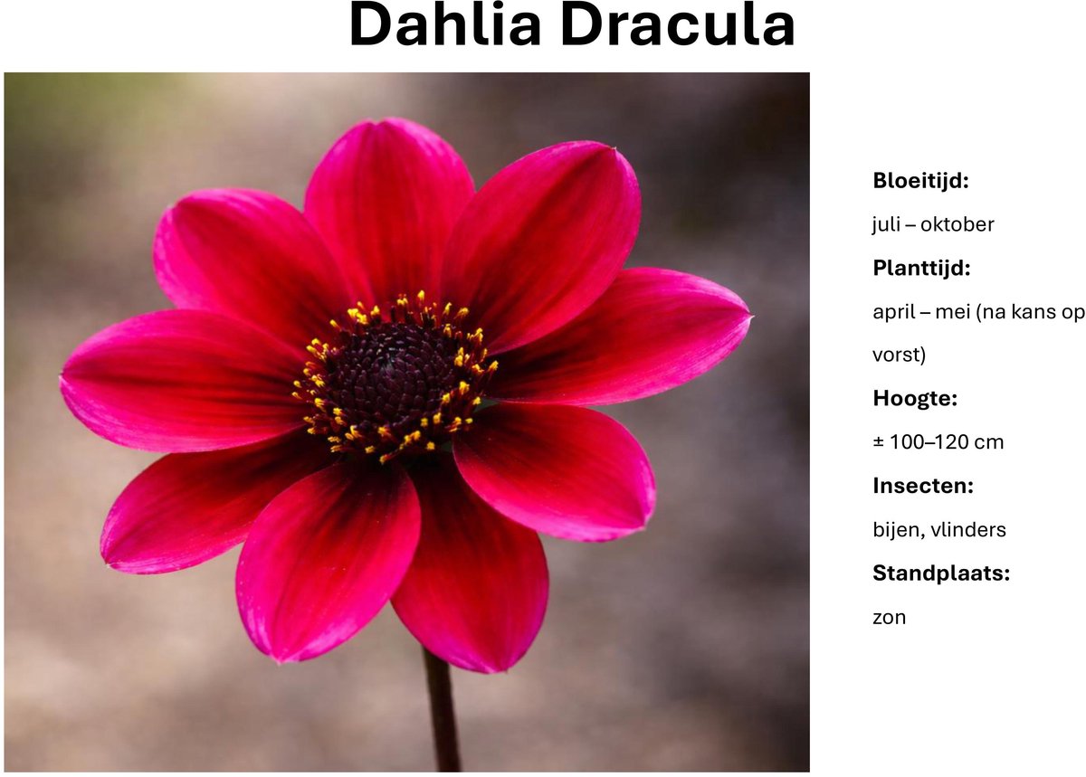 Dahlia knollen - Dracula - rood paarse Dahlia - 3 knollen