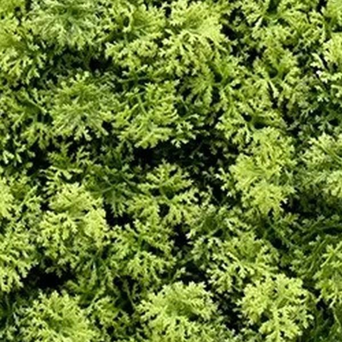 Buitengewoon Boet Kunstplanten mat 50x50 cm houttuynia cordata Buitengewoon de Boet groen