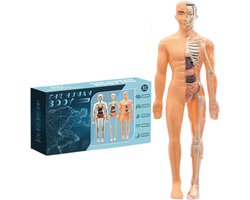 Anatomisch Skeletmodel - Menselijk Torso - Educatief Hulpmiddel - Realistisch 3D Ontwerp - 30 x 18.2 cm