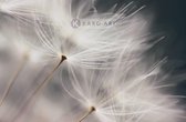 Schilderij - Paardenbloem in de wind , Zwart wit , 3 maten , Wanddecoratie