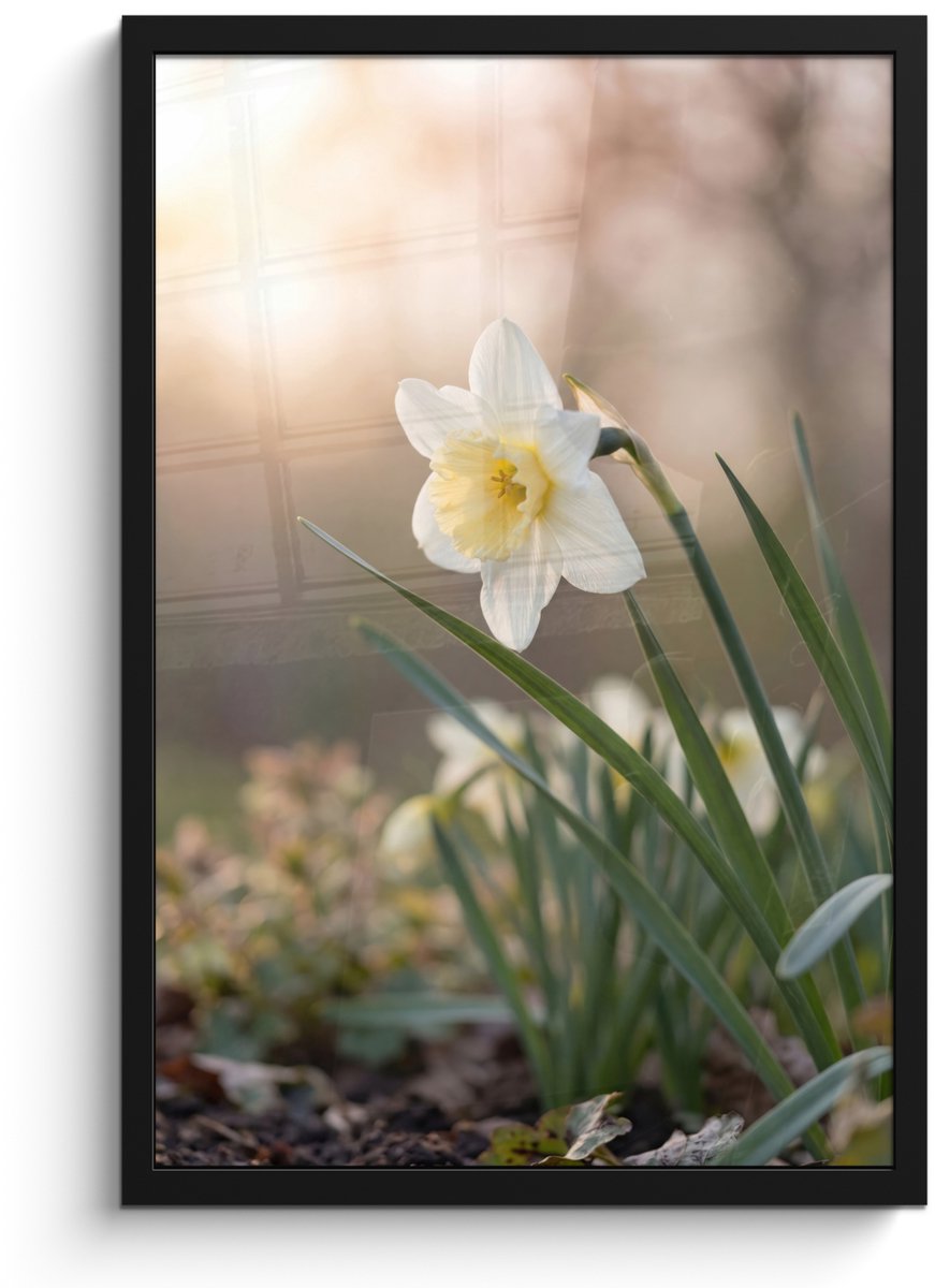 FrameYourWall Poster in lijst - Fotolijst 40x60 cm - Posters - Narcis - Bloem - Minimalistisch - Posterlijst zwart - Decoratie - Wanddecoratie woonkamer - Muurdecoratie slaapkamer Narcist - Bloem - Minimalistisch