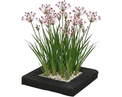 vdvelde.com - Planteneiland vijver zwanenbloem - 4 planten compleet