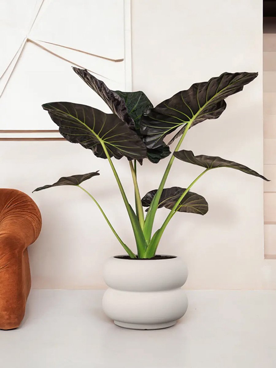 Elho Amber Roll Low 60 - Grand pot de fleurs intérieur et extérieur