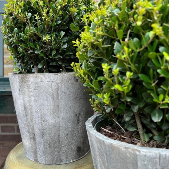 Set van 2 Bolvormige Japanse Hulst (Ilex crenata) in Houten Pot - Wintergroene Buxusvervanger - 20 cm van Merkloos	 — afbeelding 2