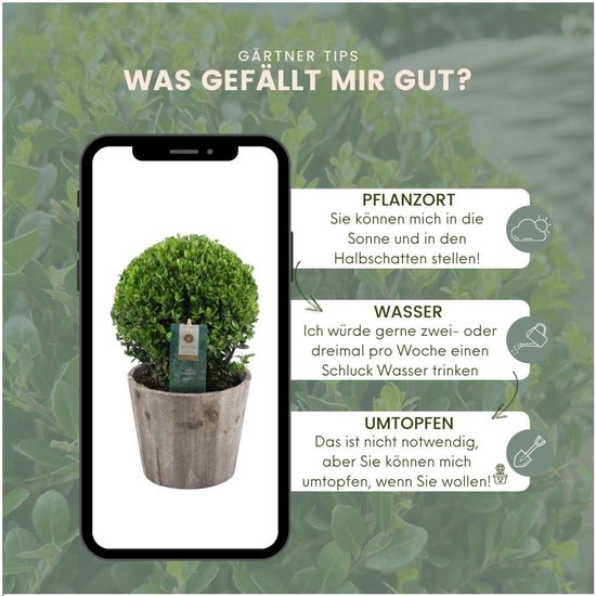Set van 2 Bolvormige Japanse Hulst (Ilex crenata) in Houten Pot - Wintergroene Buxusvervanger - 20 cm van Merkloos	 — afbeelding 5