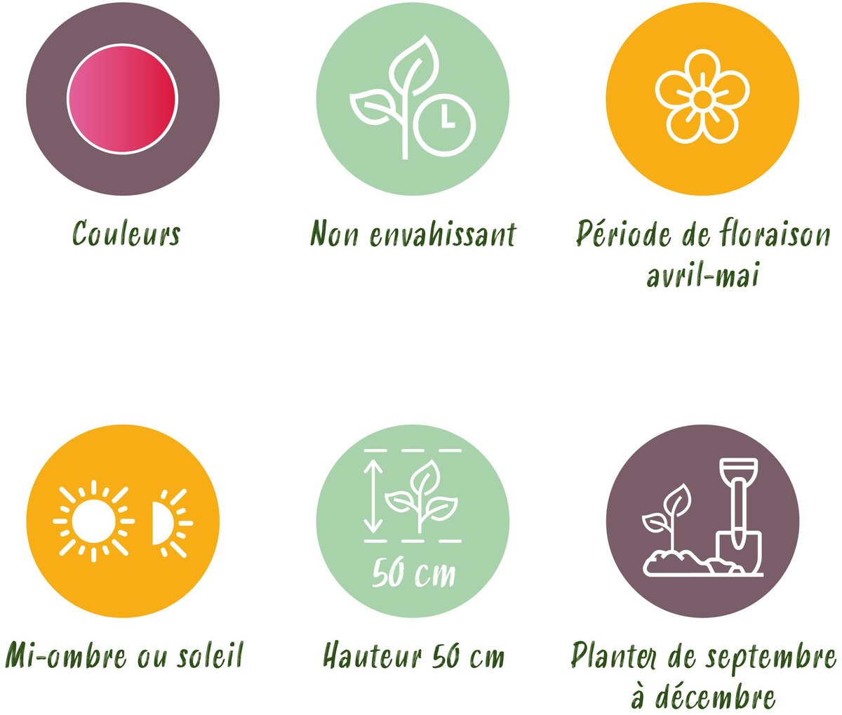 Green boutiQ - 15x Tulipa Triumph Pink - Triomftulp - Roze - Voorjaarsbloeier - Bolmaat 11/12