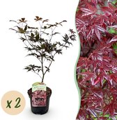 Green boutiQ - Plante de terrasse - Érable japonais - Acer palmatum Bloodgood - Rouge - 2 plantes - Caduc - Pot 19cm Hauteur 70cm