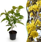Kant en klaar haag blokvorm Cornus mas (gele kornoelje
