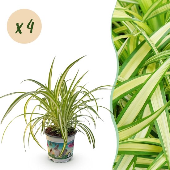 Green boutiQ - Kamerplant - Chlorophytum comosum Variegatum - Kattengras - Huisdiervriendelijk - Bont - 4 Planten - Pot 12cm - Hoogte 25-30cm