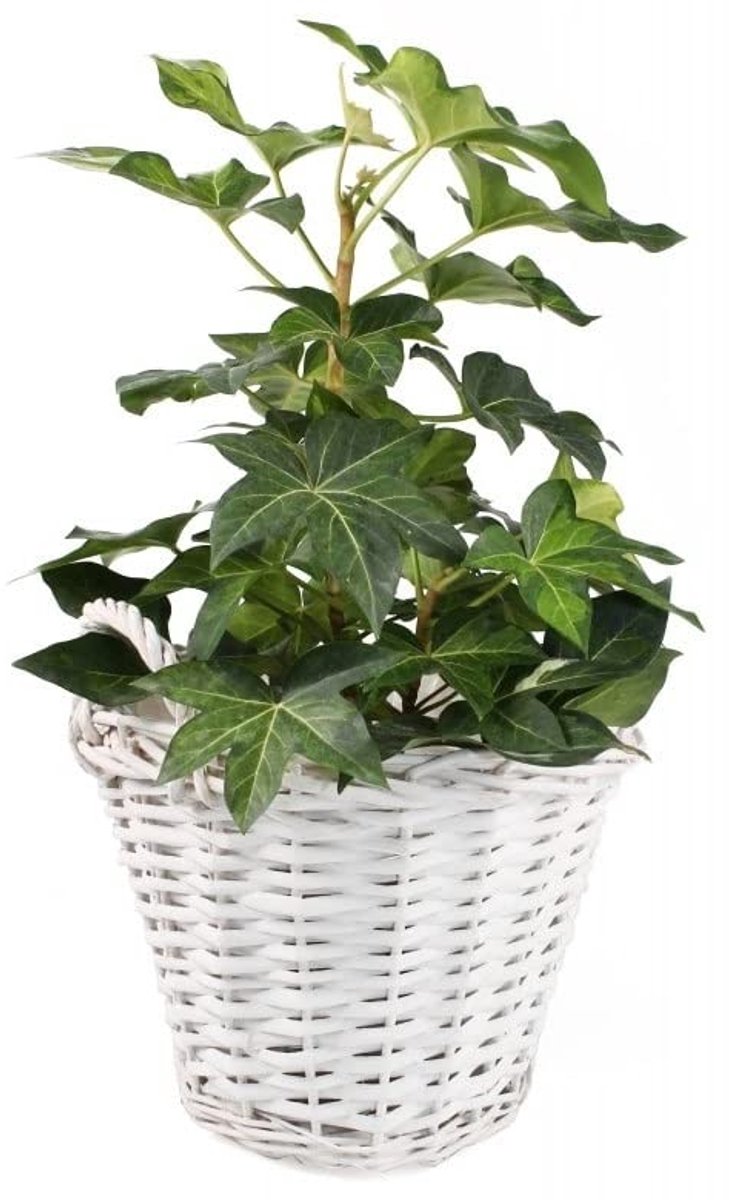 KOTARBAU® Plantenmand, Gevlochten Wilg, ⌀ 23 cm, Grijs, Rieten Mand Rond, met Handvatten, Mand voor Planten, Rieten Bloempot, Gevlochten Plantenmand- Rustiek Design