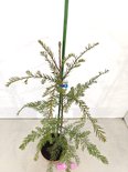 Jonge kustmammoetboom met bruine en groene naalden, van bovenaf gezien.