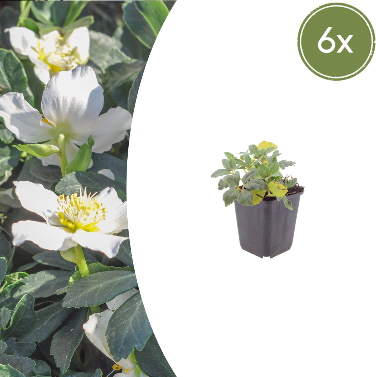 Tuinplantenshop.com | Helleborus niger | 6 stuks - Ø9cm - 10-25cm hoog - Tuinplant