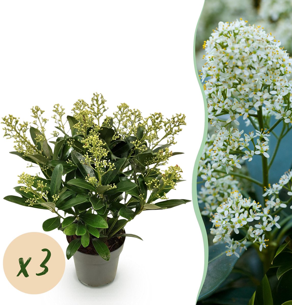 Plantenboetiek.nl | Skimmia japonica Finchy - Bloem Wit - 15+ Bloemen - 3 Planten - Winterhard - Ø15cm - 30cm hoog - Tuinplant