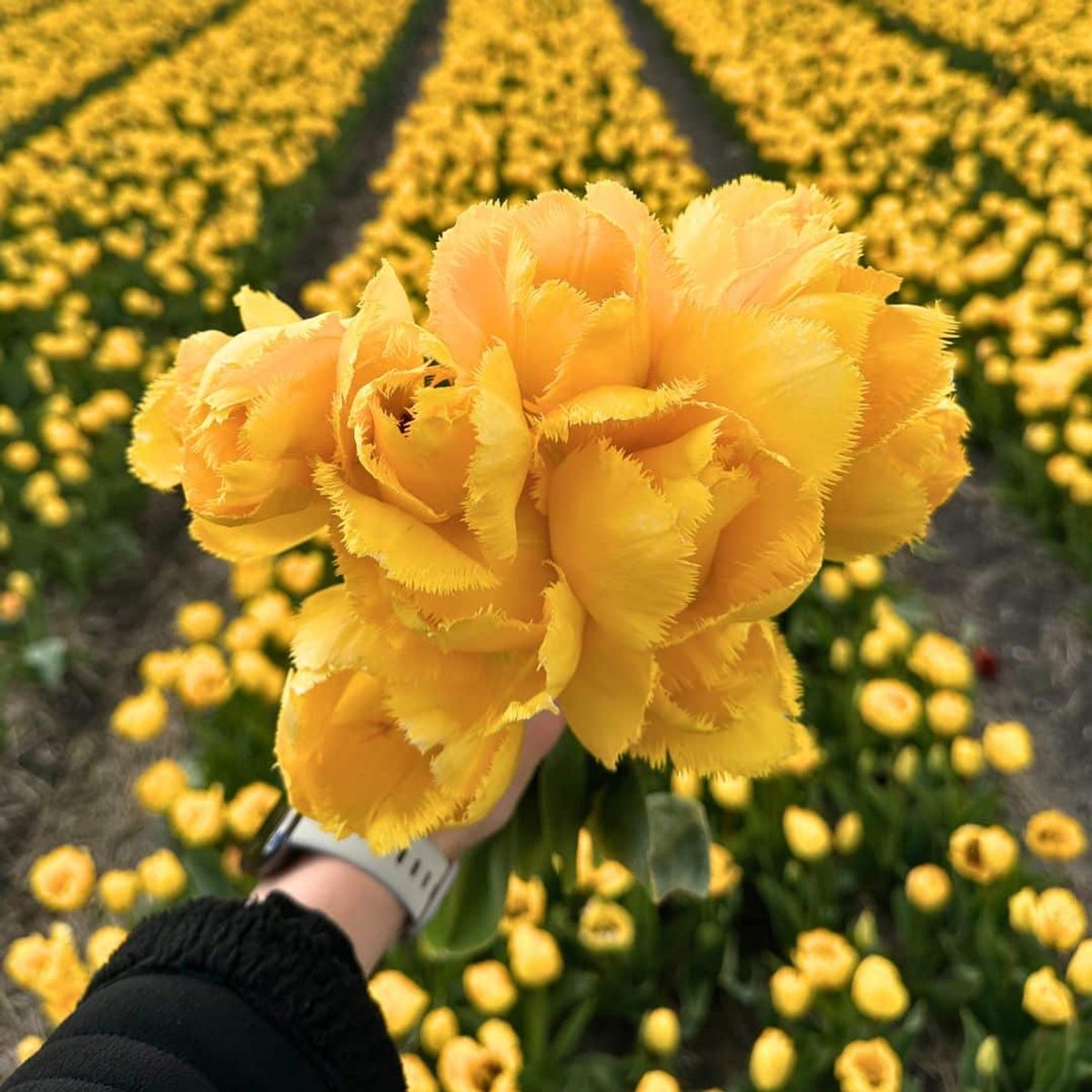 Tulpenbollen Crystal Star - 30 bloembollen - bolmaat 12+ - geel, voorjaarsbloeier, winterhard - direct van de kweker - Flowerbulbs Amsterdam