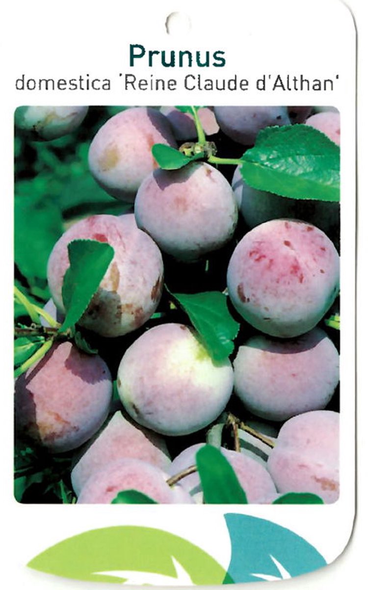 Oosterik home - Prunus Domestica Reine Claude d Althan