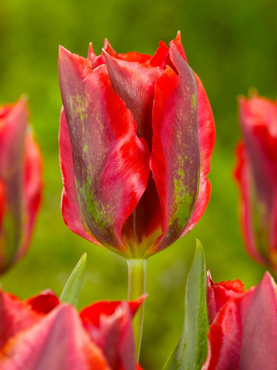 25x Tulpen 'Hollywood' - BULBi® Bloembollen met bloeigarantie