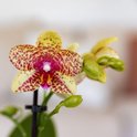 Een lichtgele orchidee met roze spikkels, omringd door groene knoppen.