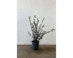 Schijnhulst (Osmanthus burkwoodii) 30-50 cm In pot - heerlijk geurende bloemen - het hele jaar door groen - zeer geschikt voor lage haagjes
